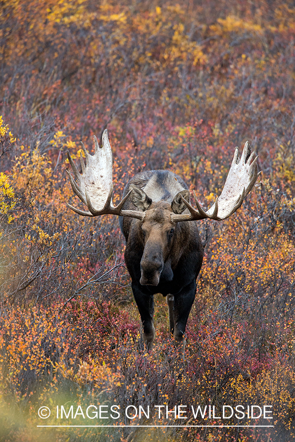 Alaskan bull moose in habitat.