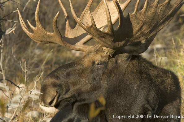 Shiras bull moose bedded down.