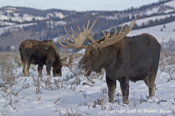 Shiras bull moose in habitat.