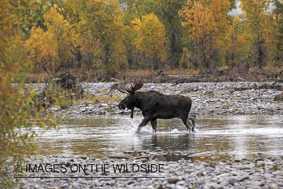 Shiras bull moose in habitat.