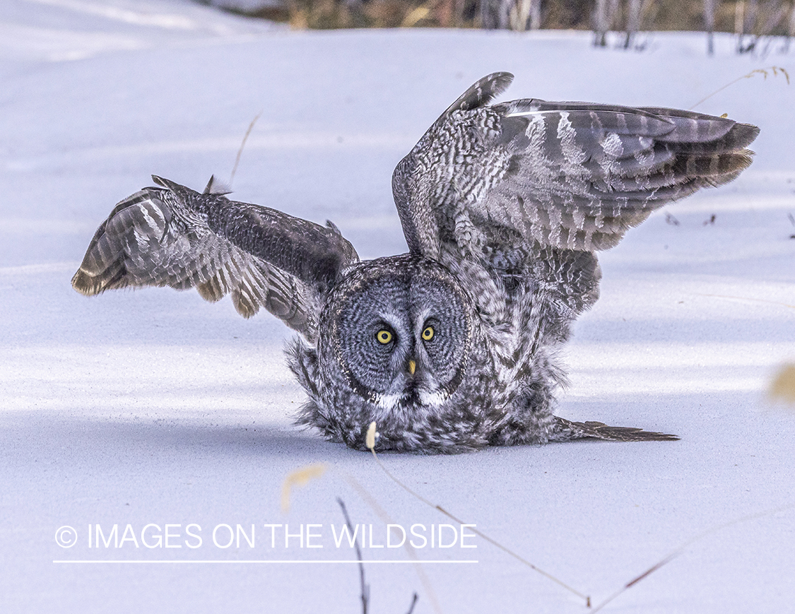 Great Grey Owl in habitat.