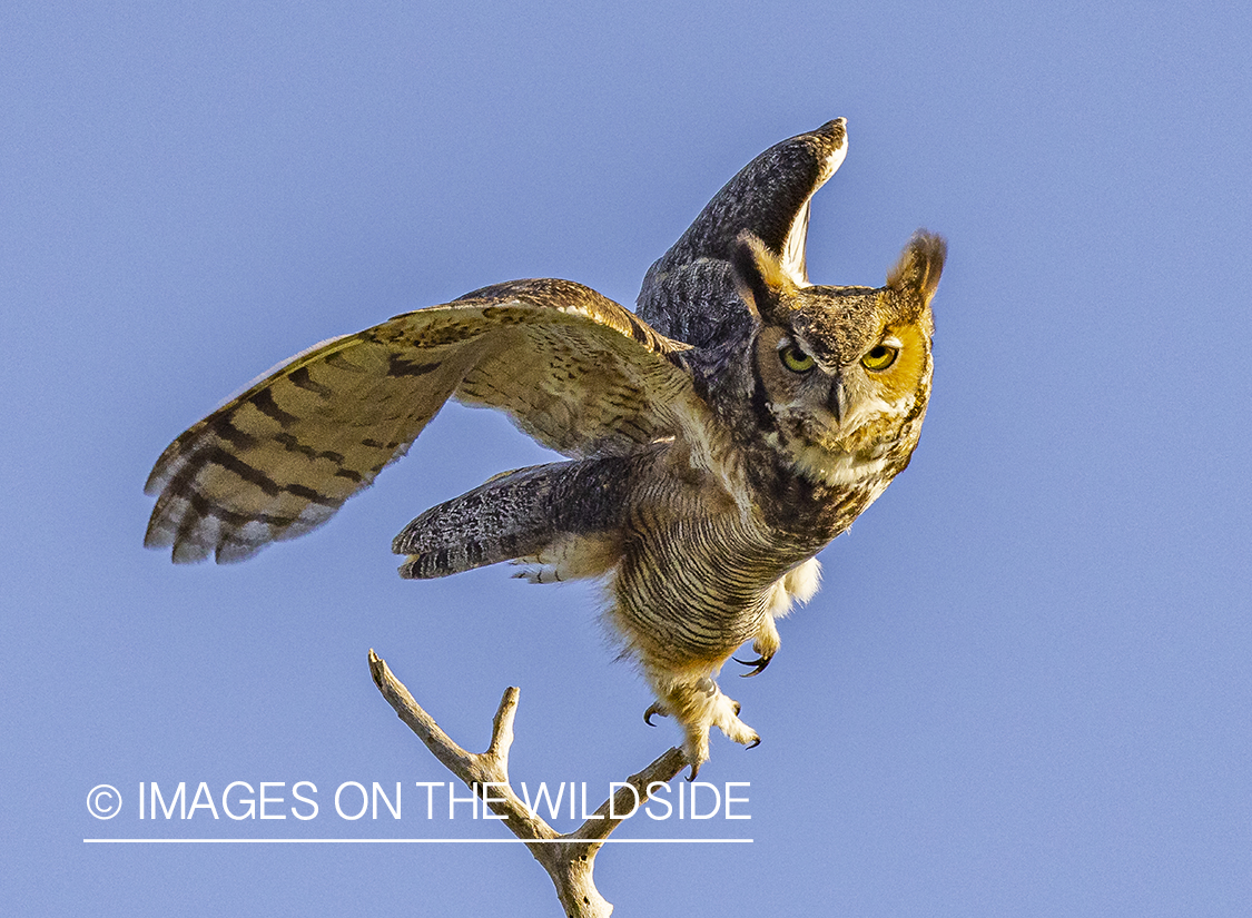 Great Horned owl in habitat.