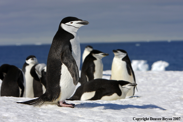 Chinstrap penguin in habitat