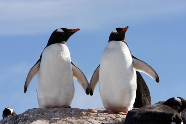 Gentoo Penguin in habitat