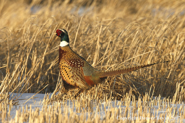 Ring-necked pheasant in habitat