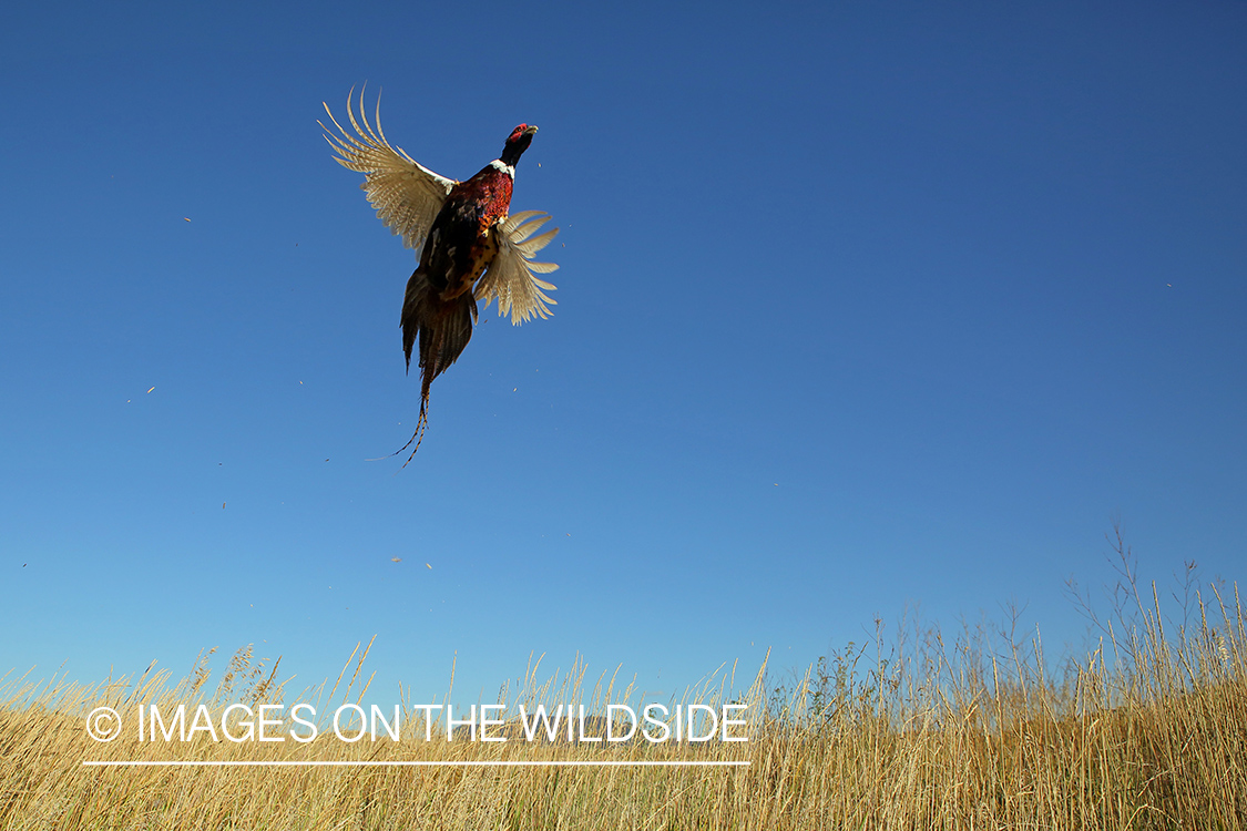 Ring-necked pheasant taking flight.