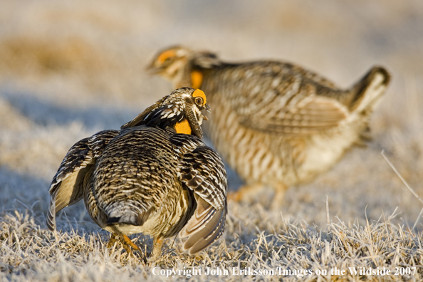 Greater Prairie Chickens in habitat.