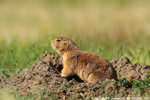 Prairie dog in field.