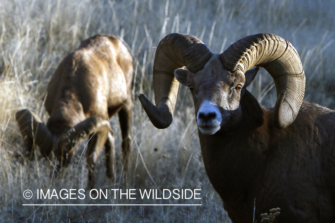 Rocky Mountain bighorn sheep in field.