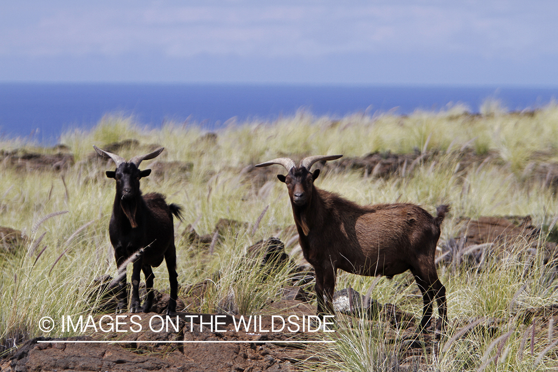 Hawaiian feral goats in habitat.