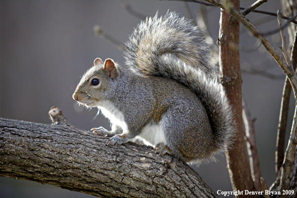 Gray squirrel in habitat.