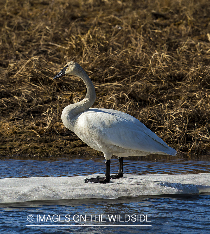 Trumpeter swan in habitat. 