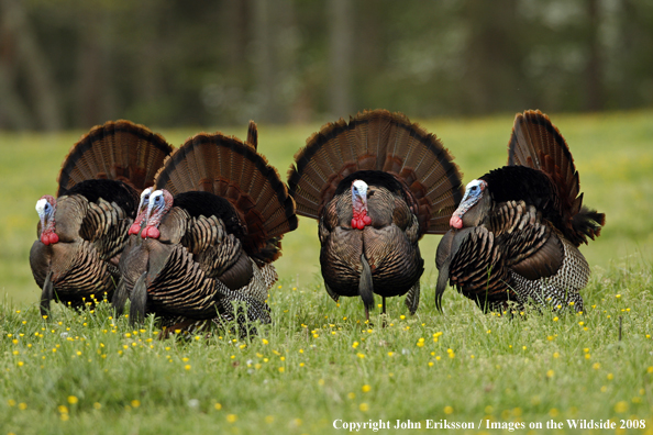 Eastern Wild Turkey