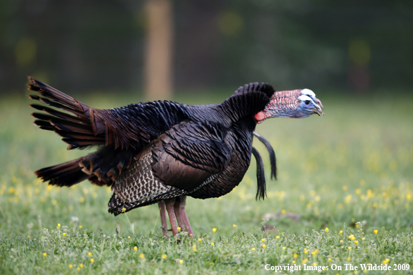 Eastern Wild Turkeys in habitat