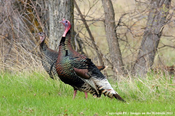 Merriam Turkeys in habitat. 