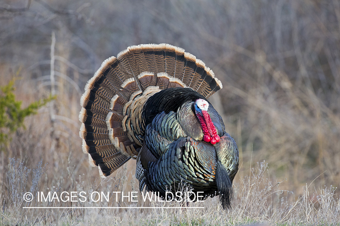 Rio Grande Turkey in habitat.