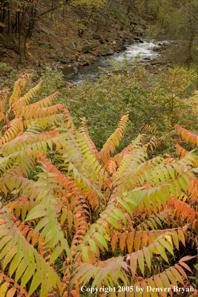 Flyfisherman on Pennsylvania spring creek.