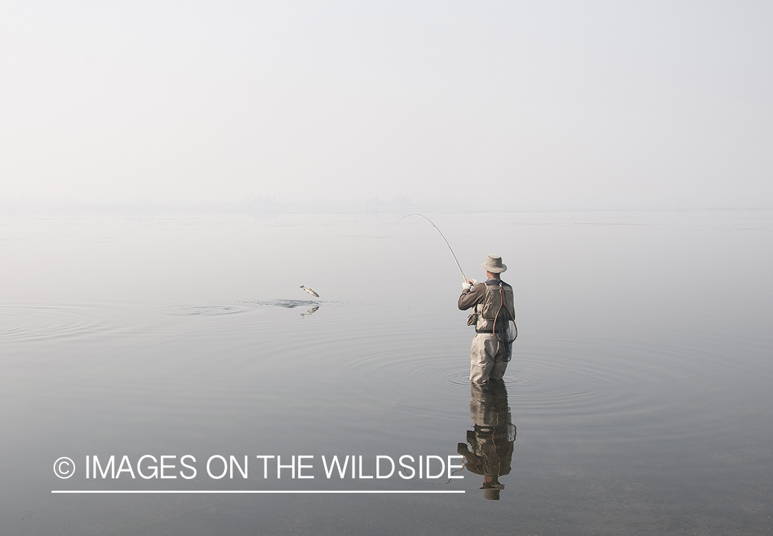 Flyfisherman with jumping fish on Hebgen Lake, Montana. 