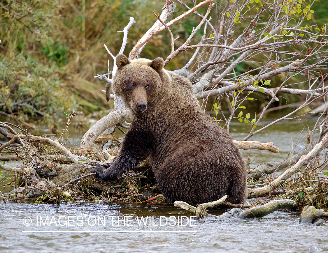 Brown Bear in habitat.