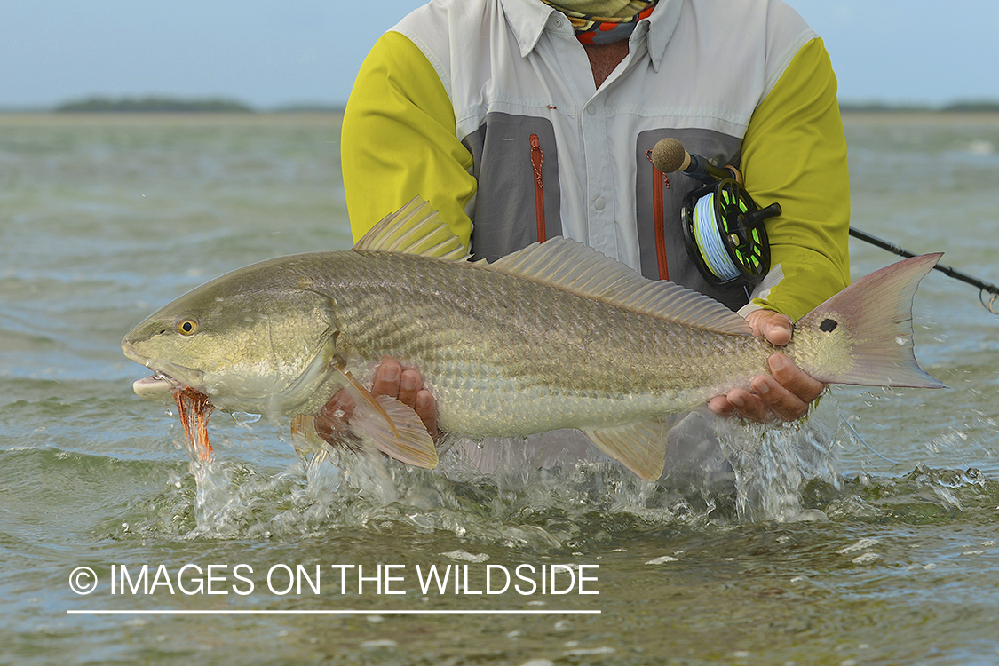 Flyfisherman releasing redfish.