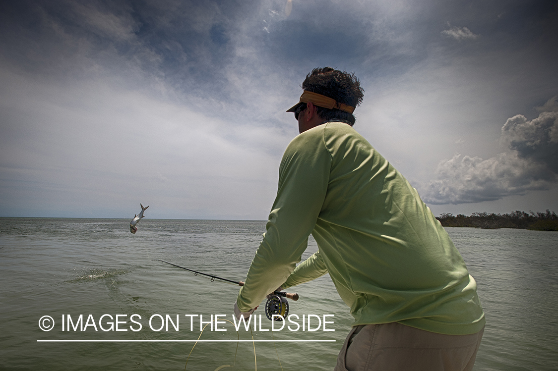 Saltwater flyfisherman fighting jumping tarpon on line.
