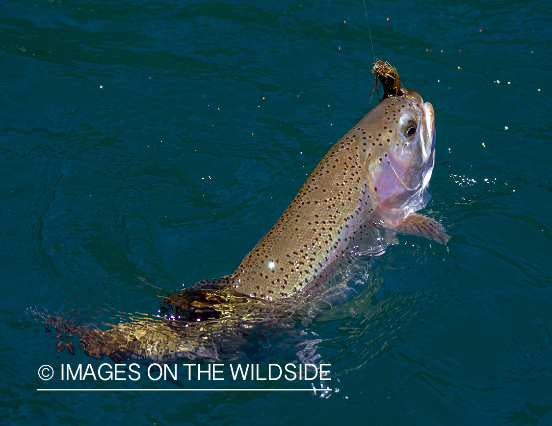 Rainbow trout.