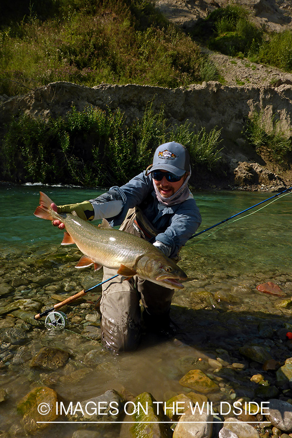 Flyfisherman releasing bull trout.