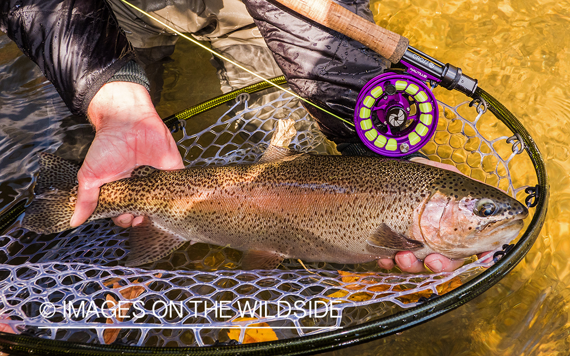 Flyfisherman releasing Rainbow Trout.