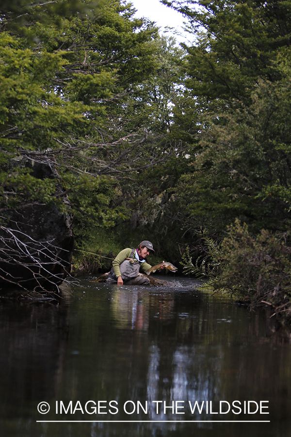 Flyfishing woman releasing brown trout.