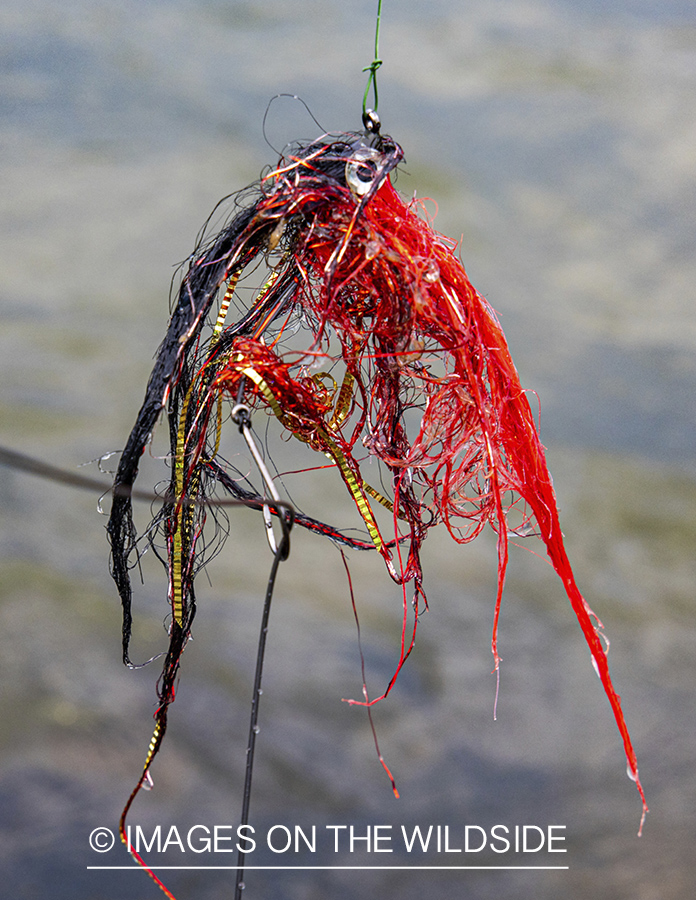 Flyfishing hook and fly on Amazon River in Venezuela.