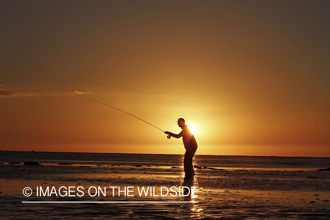 Saltwater flyfisherman casting from shore during sunset. 