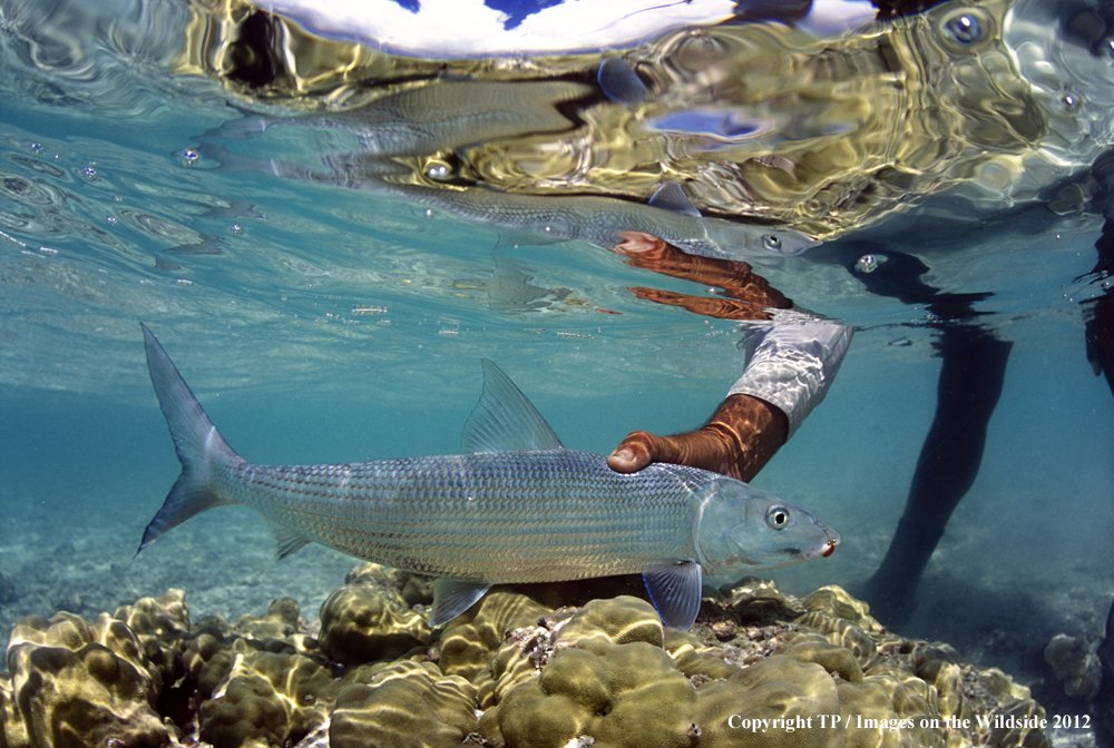 Fisherman with Bonefish.