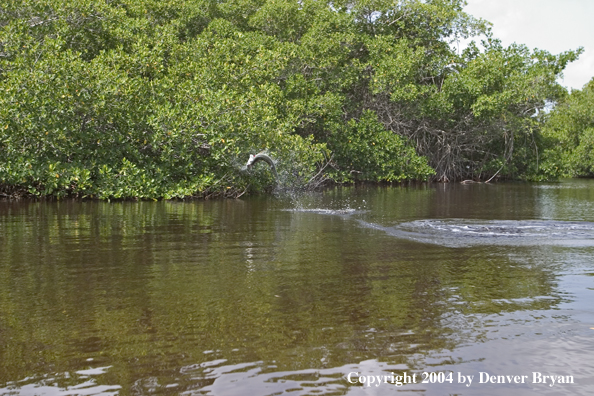 Tarpon jumping/fighting