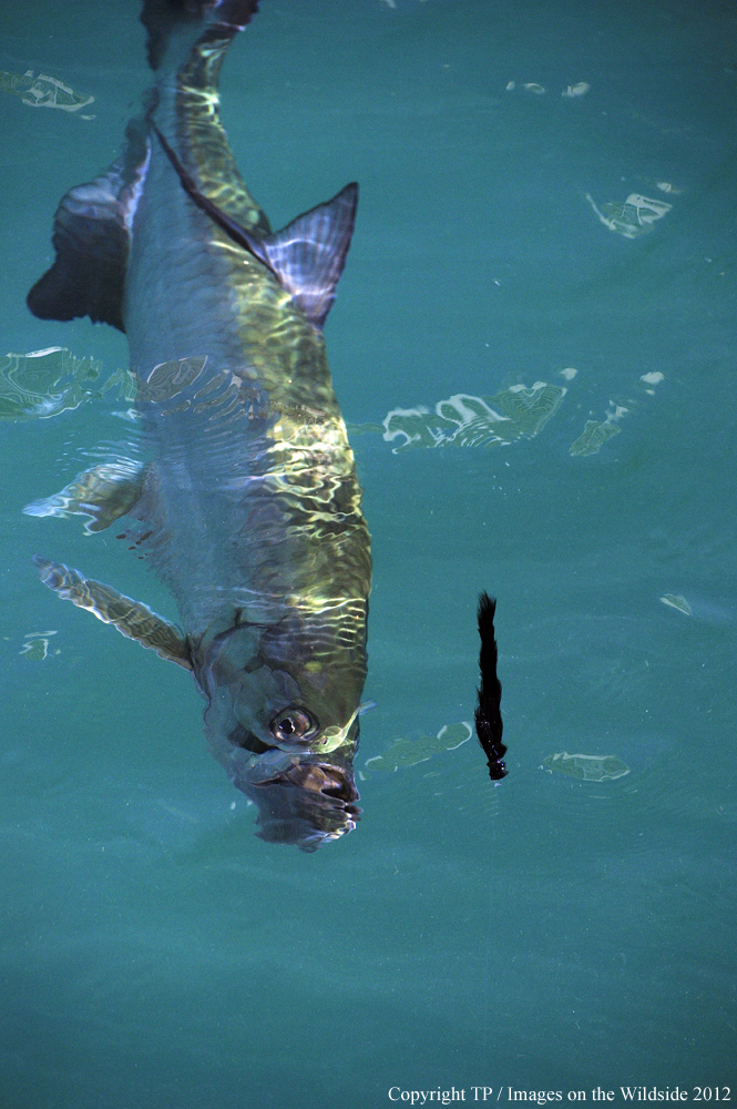 Tarpon chasing fly. 