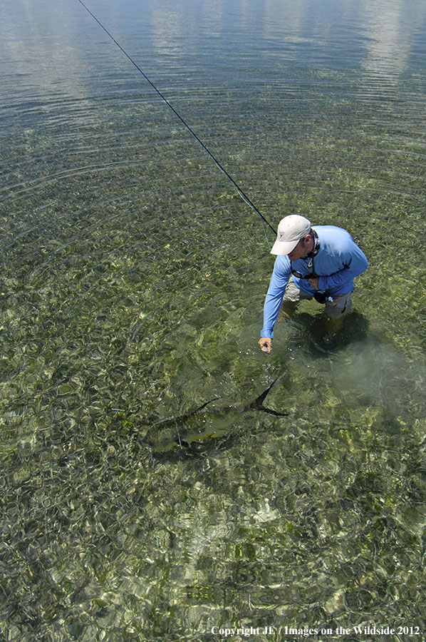 Flyfisherman releasing permit fish.