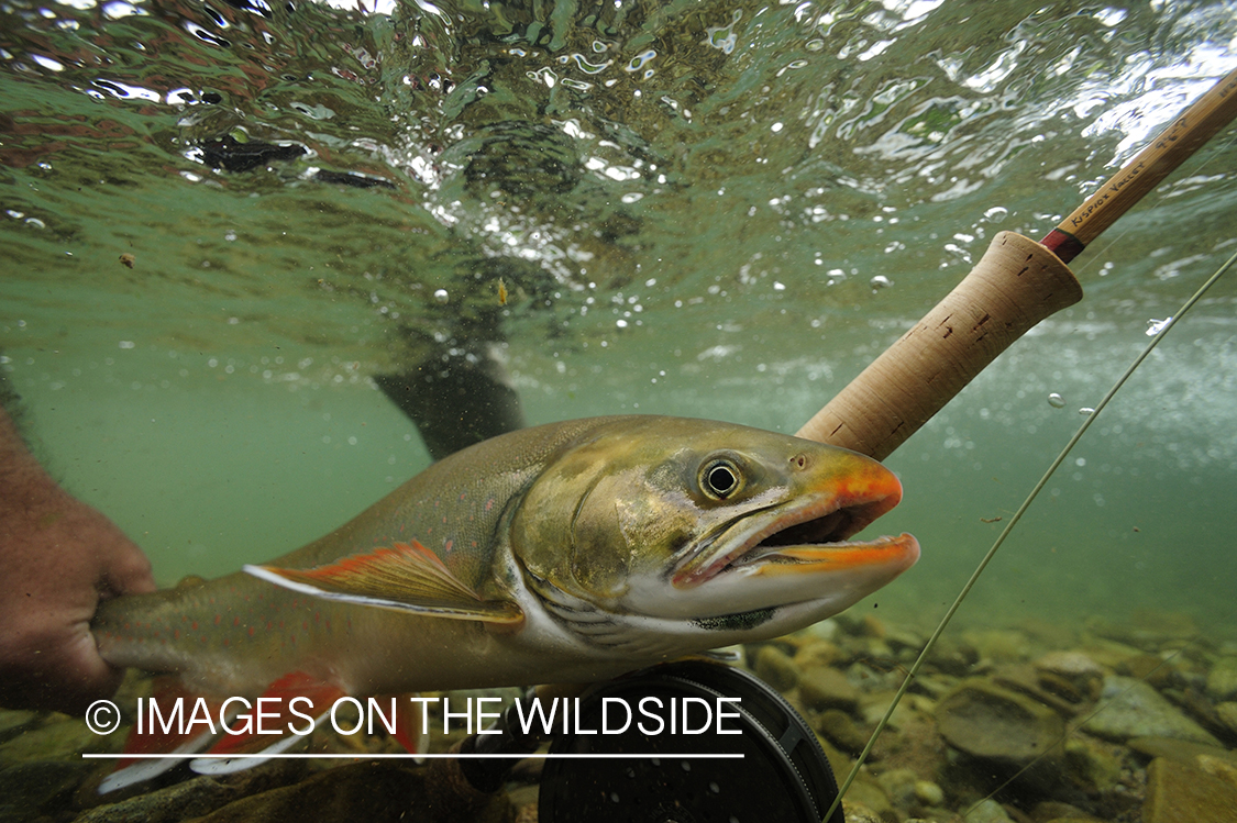 Fisherman releasing an Artic Char.