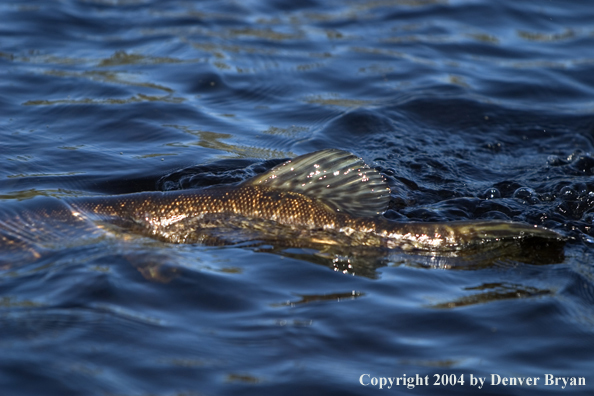 Northern pike swimming away after release.