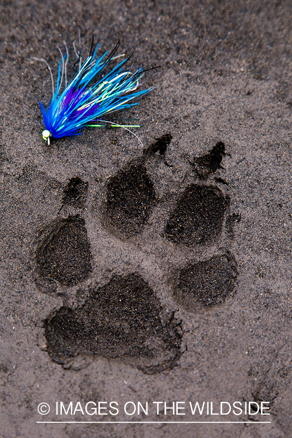 Paw print in sand with fly.