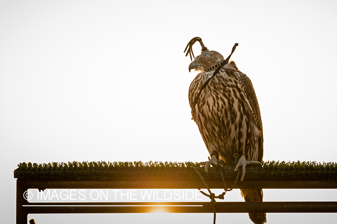 Falcon on perch.