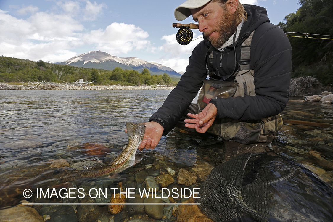 Flyfisherman releasing rainbow trout.