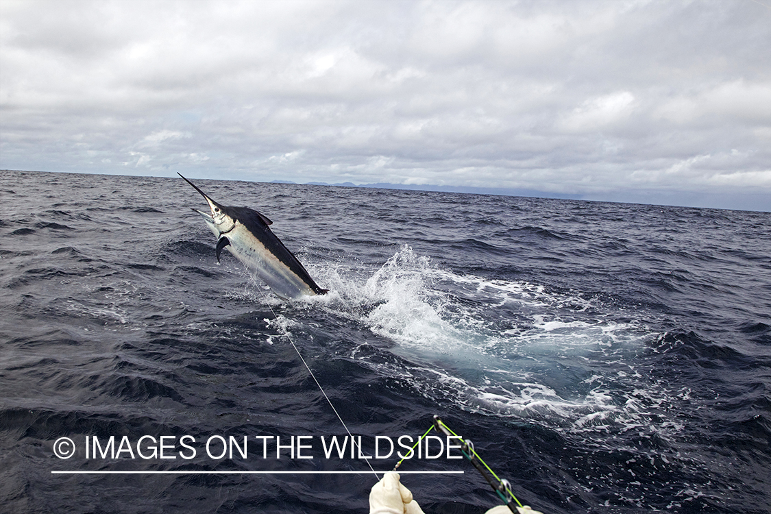 Deep sea fisherman fighting jumping marlin.