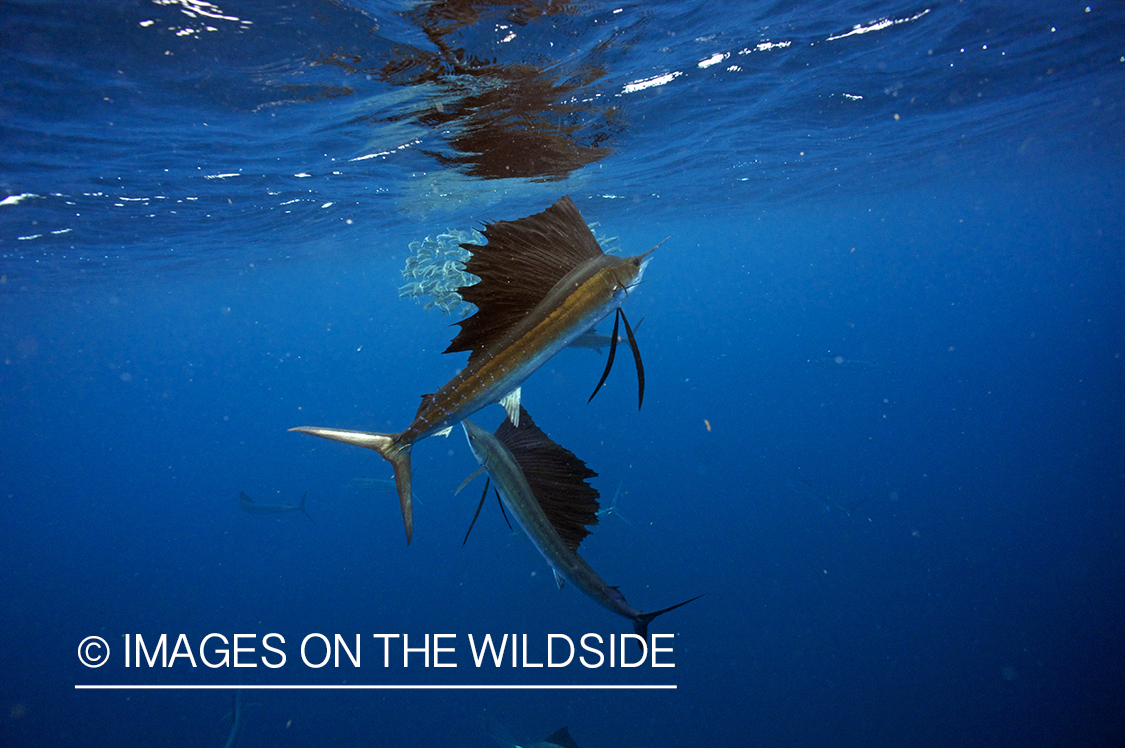 Sailfish attacking school, (bait ball), of bait fish. 