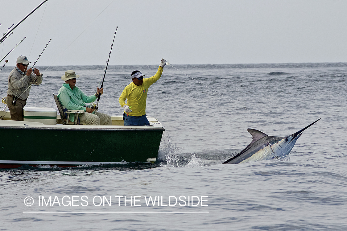 Deep sea fisherman fighting jumping black marlin.
