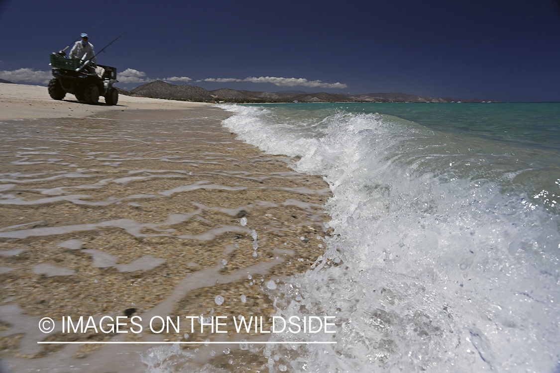 Chasing roosterfish on Baja Peninsula, Mexico.