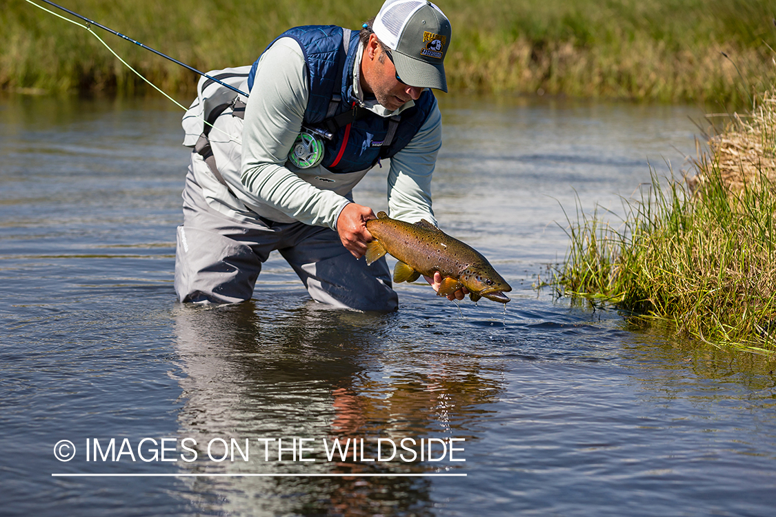 Flyfisherman releasing trout.