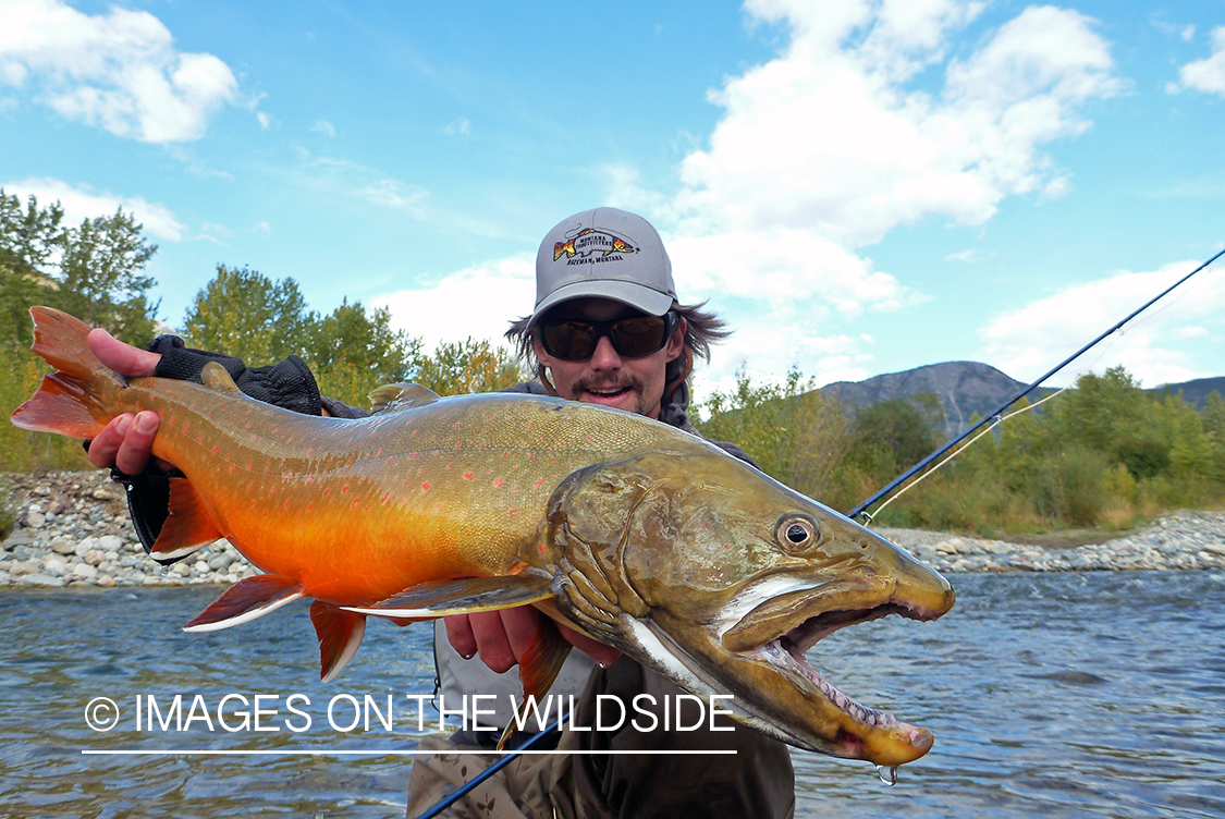 Flyfisherman with bull trout.