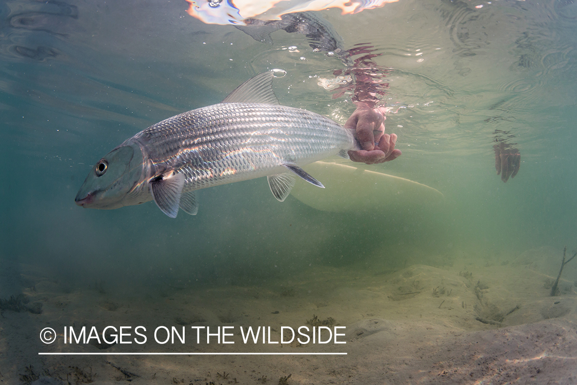 Bonefish being released.