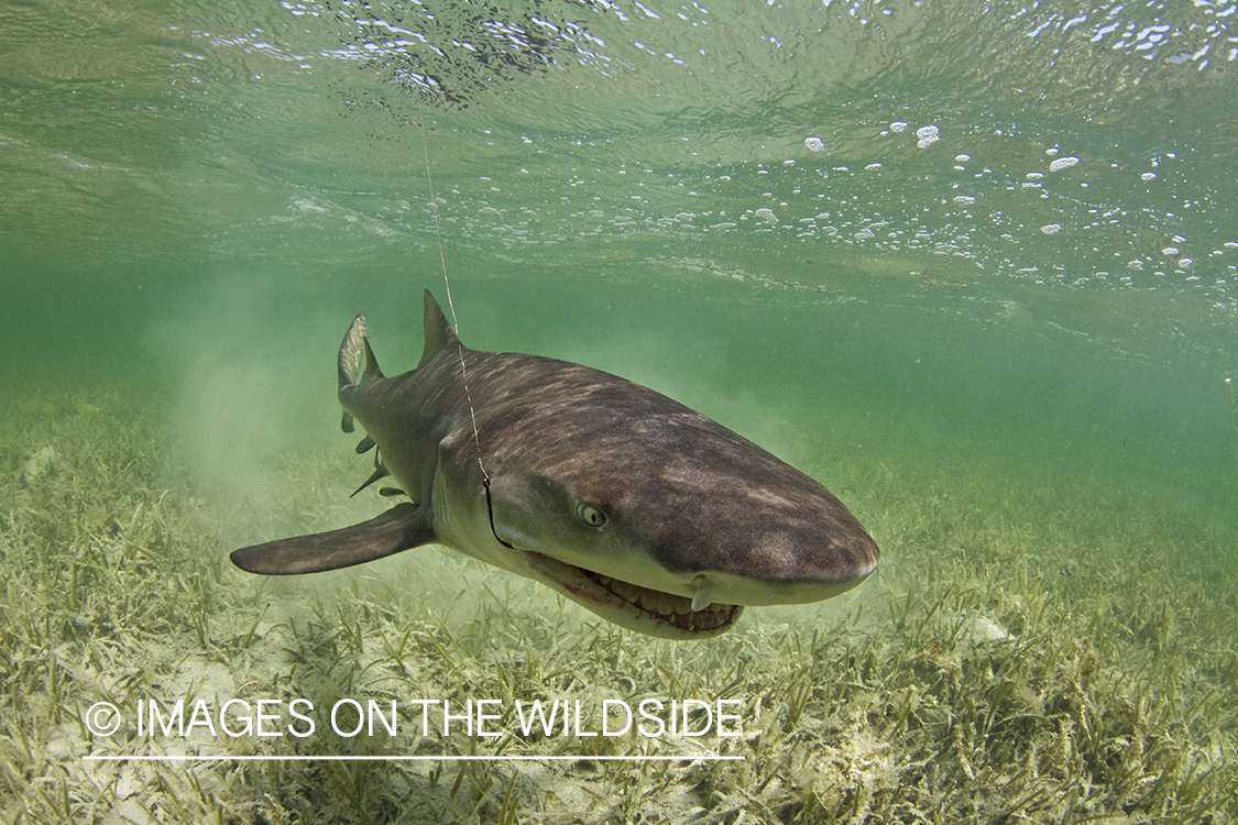 Lemon Shark on line in shallow waters. 