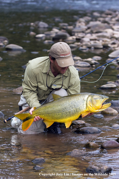 Flyfisherman holding a Golden Dorado