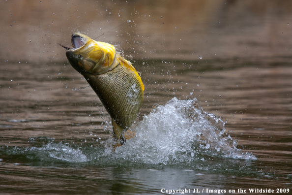 Golden Dorado fighting